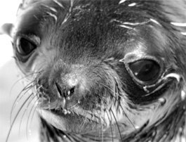 endangered seals