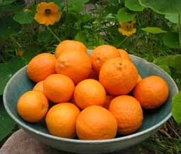 Pixie tangerines