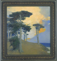 'Monterey Cypress'