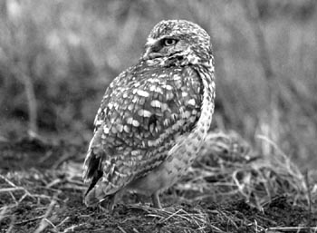 Burrowing Owl