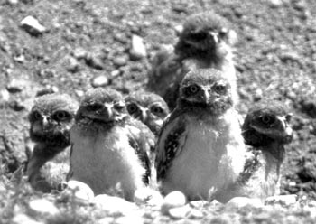 Burrowing Owl chicks