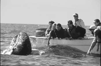 Whale Watchers