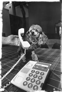 Bridget the toy poodle