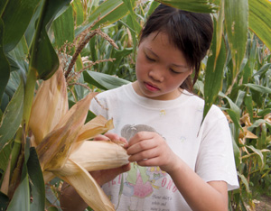 A young girl stands in a cornfield examining an ear of corn, peeling back its husk with her hands. She is wearing a white t-shirt and is surrounded by tall green cornstalks.