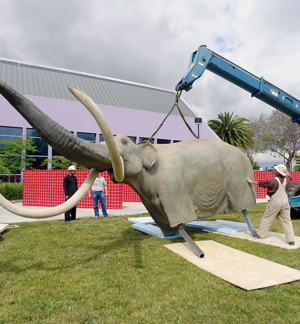 A crane lifts a large mammoth statue as workers guide it onto a grassy area near a modern building with purple and gray walls. Red fencing and palm trees are visible in the background.