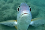 Close-up view of a fish underwater facing the camera, with fins extended and a neutral expression, set against a blurry background of rocks or coral.