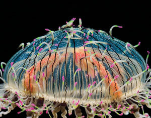 A colorful jellyfish with a translucent, dome-shaped body, bright orange and blue patterns, and numerous curly tentacles tipped with pink, set against a black background.