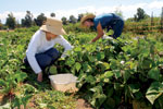 Two people wearing hats are picking vegetables in a lush, green garden or farm field on a sunny day. A white container sits nearby for collecting the harvested produce. Trees and blue sky are visible in the background.