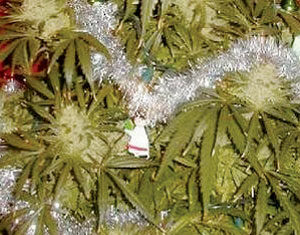 A green plant with pointed leaves and buds is decorated with a silver tinsel garland, resembling a festive holiday arrangement.