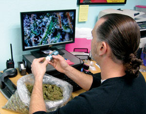 A man with long hair in a ponytail examines cannabis buds at a desk, with a large bag of marijuana in front of him and an image of cannabis magnified displayed on a computer monitor.