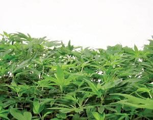 A dense group of young green cannabis plants with slender leaves growing closely together against a plain white background.