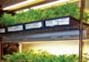 Three shelves of young cannabis plants growing in trays under bright fluorescent lights in an indoor setup, with labeled containers and a fan visible in the background.