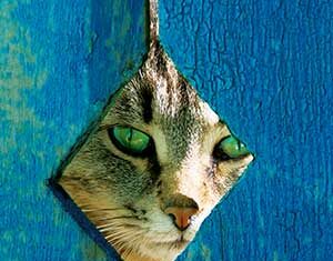 A cat with green eyes peers through a diamond-shaped hole in a weathered blue wooden fence.
