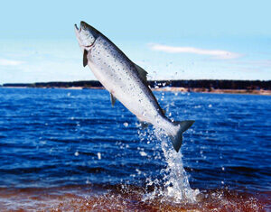 A fish leaps out of the water, creating splashes, with a blue lake and distant shoreline in the background under a clear sky.
