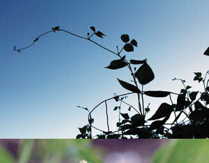 A split image: the top half shows the dark silhouette of bean plant vines and leaves against a blue sky; the bottom half shows a close-up of bright red bean flowers with green leaves blurred in the background.