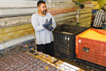 A man wearing gloves and a gray shirt stands beside large plastic crates in what appears to be an industrial or warehouse setting.