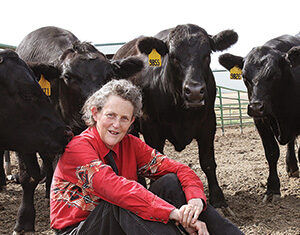 A woman with gray hair, wearing a red shirt with patterned details and black pants, sits on the ground in a cattle pen surrounded by several black cows with yellow ear tags.
