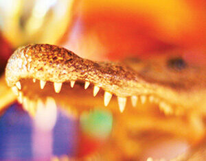 Close-up photo of a crocodile’s open mouth showing sharp teeth, with a colorful and blurred background.