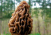 A close-up of a morel mushroom with a honeycomb-like cap, growing from mossy ground in a forest setting, with blurred green trees in the background.