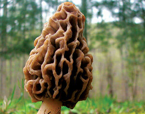 A close-up of a morel mushroom with a honeycomb-like cap, growing from mossy ground in a forest setting, with blurred green trees in the background.