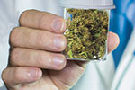 A close-up of a person in a white coat holding a clear container filled with dried cannabis buds.