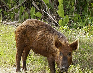 A wild boar with brown fur stands on grassy ground, looking toward the camera. Green plants and bushes are visible in the background.