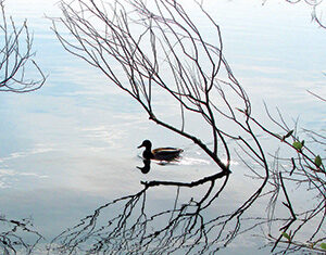 A duck swims on calm water, surrounded by the reflection of leafless branches arching above the surface, creating a peaceful and artistic scene.