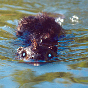 ‘Zombeavers’