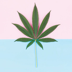 A green cannabis leaf is centered on a background split horizontally between pastel pink on the top and light blue on the bottom.
