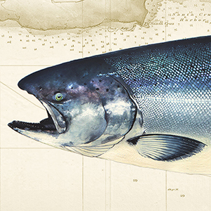 Salmon – Fish