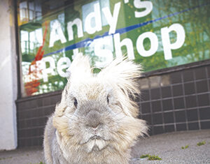 A fluffy gray rabbit with long, wispy fur sits on the sidewalk in front of a window sign that reads “Andy’s Pet Shop.”.