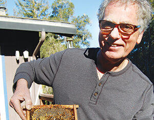 A smiling man wearing glasses and a gray shirt holds a wooden bee frame with honeycomb and bees outside on a sunny day. Trees and part of a building are visible in the background.