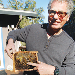 Guild Save the Queen: Beekeepers Fight to Save Local Hives