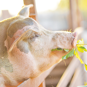 A pig stands at a wooden fence, holding green leaves in its mouth, with sunlight softly illuminating its face.