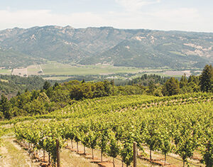 A lush vineyard on a gentle hillside with rows of grapevines, surrounded by green trees and set against a backdrop of distant mountains under a partly cloudy sky.