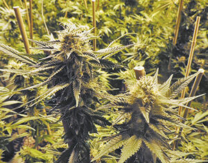 Close-up of two mature cannabis plants with dense, leafy buds, supported by wooden stakes, surrounded by additional cannabis plants in the background.