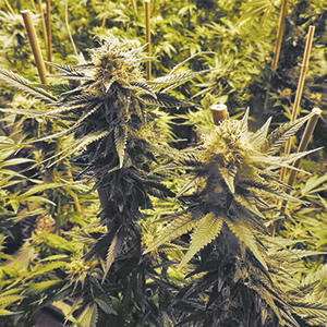 Time for Smart Medical Marijuana Growth