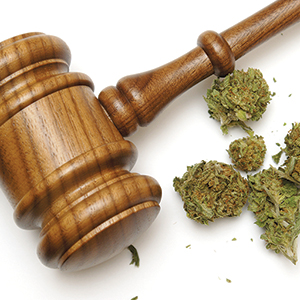 A wooden judge’s gavel rests next to several pieces of dried cannabis on a white surface.