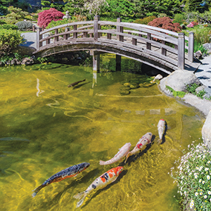 A wooden arched bridge spans over a clear pond with colorful koi fish swimming below, surrounded by lush greenery and blooming flowers in a tranquil garden setting.