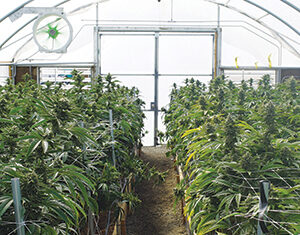 Rows of lush green cannabis plants growing inside a greenhouse with a dirt pathway in the center; sunlight filters through the translucent roof and a large fan is mounted at the back.