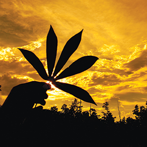 Puff, Puff Passed: What to Know About Legal Pot in California