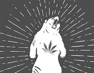 A stylized white bear is standing on its hind legs, roaring, with a large cannabis leaf on its chest. Radiating lines surround the bear, set against a dark background.