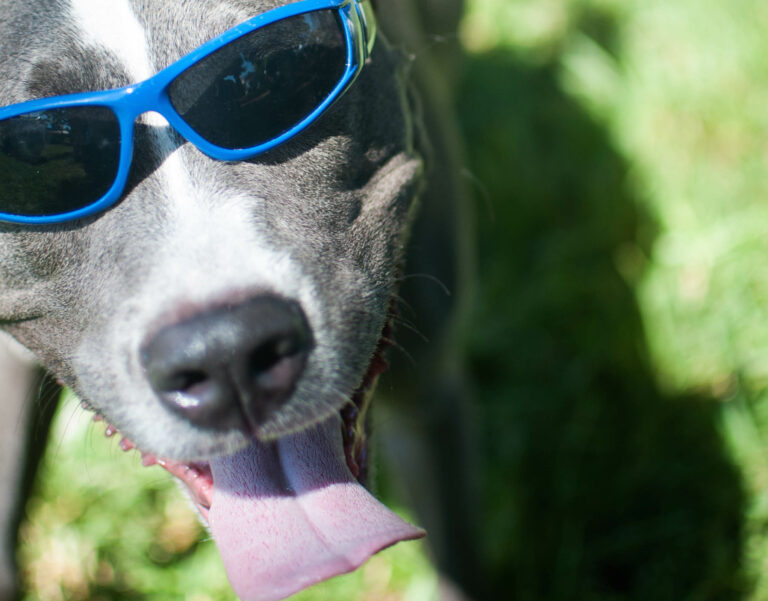 Woof: Bark In The Park Returns