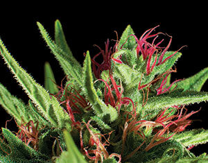 Close-up of a cannabis plant bud with bright green leaves and vibrant pinkish-red pistils against a black background. The surface appears covered with tiny white trichomes.