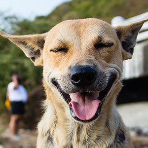 A close-up of a tan dog with pointed ears, eyes closed, and mouth open in a big, happy grin. The background is slightly blurred, showing a person and greenery.