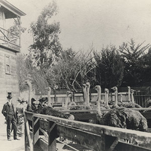 A black-and-white photo shows a man and woman standing next to a wooden pen filled with ostriches. Trees and a building are visible in the background.