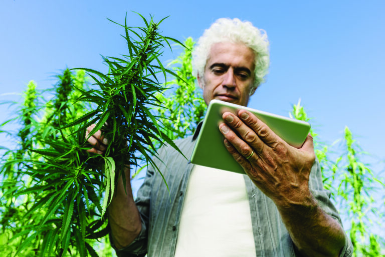 Pot Shots: Legalization Unleashes New Wave of Weed Apps