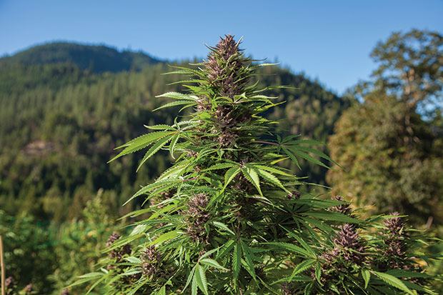 Pot Shots: Weed May be Legal, But These Grows Aren’t