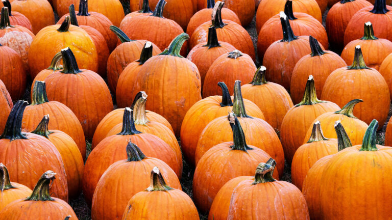 Harvest Festival in San Jose