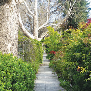 A narrow sidewalk winds through lush green bushes and trees, with some trees bare and others leafy, creating a shaded, peaceful pathway on a sunny day.
